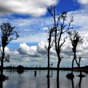 Assam & Nagaland