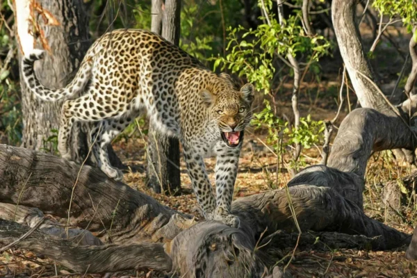 Leopard Safari Adventure: 3 Days Wildlife Escape to Jawai, Rajasthan